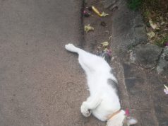 Pengurus Cluster Perumahan Taman Giri Loka BSD Bantah Kabar Kematian Dua Kucing Karena Sengaja Diracun